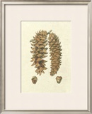 Crackled Woodland Pinecones III