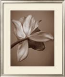 Buy Moonlight Tulip at AllPosters.com