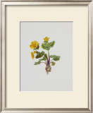 Buy Marsh Marigold at AllPosters.com