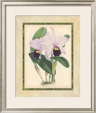 Fitch Orchid IV