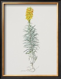 Buy Ordinary Flax Weed at AllPosters.com