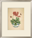 Auricula Whimsy