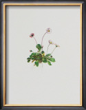 Buy Massliebchen at AllPosters.com