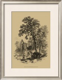 The Ash Tree
