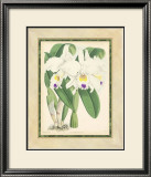 Buy Fitch Orchid III at AllPosters.com