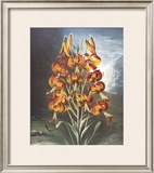 Buy The Superb Lily at AllPosters.com