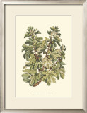 Buy Fig Tree Branch at AllPosters.com