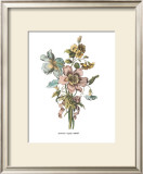 Buy Anemones Sunples Volubulis at AllPosters.com