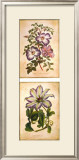 Buy Flowering Clematis at AllPosters.com