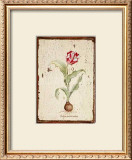 Buy Tulipa Aureicoloris at AllPosters.com