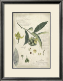 Descube Botanical II