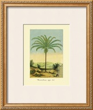 Buy Maximiliana Palm at AllPosters.com