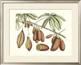 Buy Botanical III at AllPosters.com