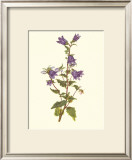 Buy Bellflower at AllPosters.com