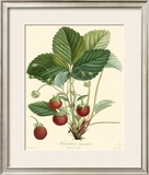 Buy Strawberries at AllPosters.com