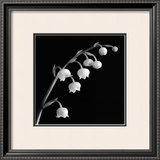 Buy Spring Bells II at AllPosters.com