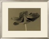 Buy Poppy at AllPosters.com