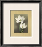 Tulipani