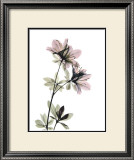 Buy Azalea at AllPosters.com