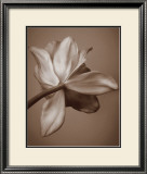 Buy Moonlight Tulip at AllPosters.com