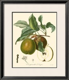 Buy Pears at AllPosters.com