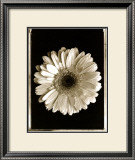 Buy Dahlia at AllPosters.com