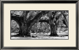 Buy Majestic Oaks II at AllPosters.com