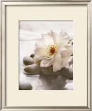 Buy Spring Retreat IV at AllPosters.com