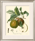 Buy Pears at AllPosters.com