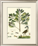 Buy Naturalist Study II at AllPosters.com