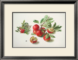 Buy Apples and a Rose at AllPosters.com