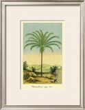 Buy Maximiliana Palm at AllPosters.com