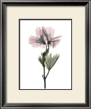 Buy Geranium at AllPosters.com