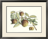Buy Botanical IV at AllPosters.com