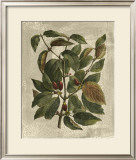 Buy Deshayes Tree II at AllPosters.com