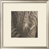 Moonglow II