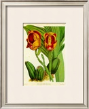 Buy Orquideas II at AllPosters.com