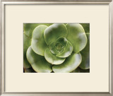 Buy Echeveria II at AllPosters.com