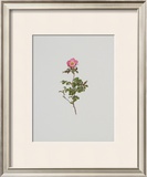 Buy Wild Rose at AllPosters.com