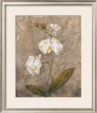 Buy White Harmony II at AllPosters.com