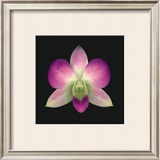 Buy Dendrobium at AllPosters.com