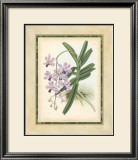 Buy Fitch Orchid V at AllPosters.com