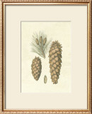 Crackled Woodland Pinecones II