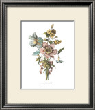 Buy Anemones Sunples Volubulis at AllPosters.com