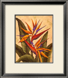 Buy Tropical Bird of Paradise at AllPosters.com
