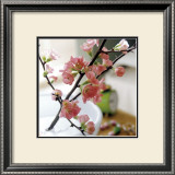 Buy Appletree Branch at AllPosters.com