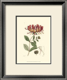 Antique Floral Plate II