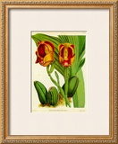 Buy Orquideas II at AllPosters.com