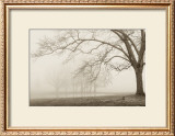 Buy Layers of Trees I at AllPosters.com