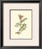 Native Beauty IV